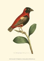 Crimson Birds I Fine Art Print