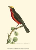 Crimson Birds II Fine Art Print