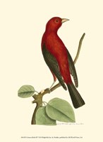 Crimson Birds III Fine Art Print