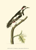 Crimson Birds V Fine Art Print