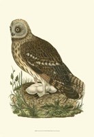 Nozeman Owls I Fine Art Print