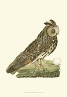 Nozeman Owls III Fine Art Print