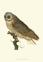 Nozeman Owls IV Fine Art Print