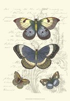 Butterfly Delight I Framed Print