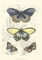 Butterfly Delight II Framed Print