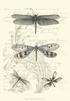 Dragonfly Delight II Framed Print