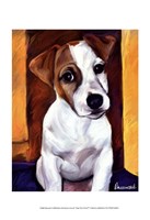 Jack Russell Terriers Pictures