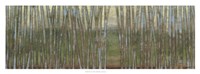 Blue Birch Forest II Framed Print