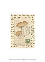 Mushrooms II Fine Art Print