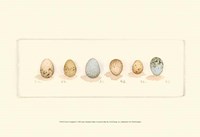 Life of a Songbird I Fine Art Print