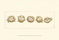 Life of a Songbird V Fine Art Print