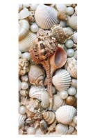 Shell Menagerie III Fine Art Print