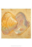Shoreline Shells II Fine Art Print