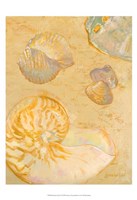 Shoreline Shells VI Fine Art Print