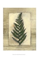 Texturized Fern II Fine Art Print