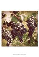 Vintage Grape Vines I Framed Print
