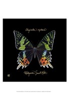 Striking Butterfly II Fine Art Print