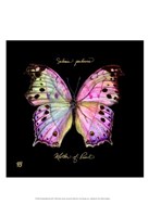 Striking Butterfly III Fine Art Print