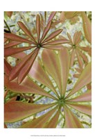 Woodland Plants in Red III Fine Art Print