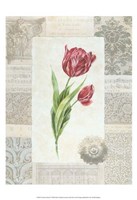 Victorian Tulip II Fine Art Print