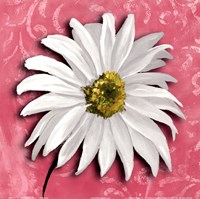 Blooming Daisy III by Nelly Arenas - 12" x 12"