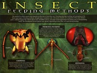 Insect Feeding Methods Wall Poster