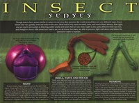 Insect Senses - 24" x 18"