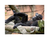 Chimp - Just relaxing Fine Art Print