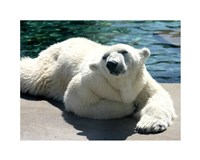 Polar Bear on the floor Fine Art Print