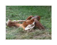 Orangutan - Stretchin out Fine Art Print