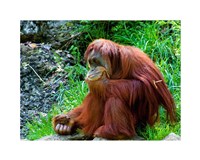 Orangutan - Giving it some thought Fine Art Print