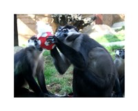 Monkeys - Why play ball when you can eat it Fine Art Print