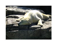 Polar Bear  - Time to take five Fine Art Print