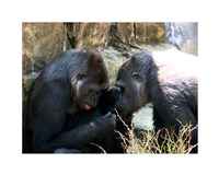 Gorillas - Look what I found! Fine Art Print