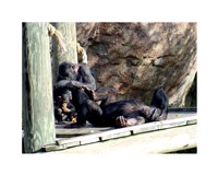 Chimps - Just Chillin Fine Art Print