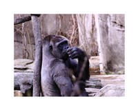 Gorilla - Perhaps? Fine Art Print