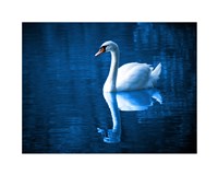 Swan Fine Art Print