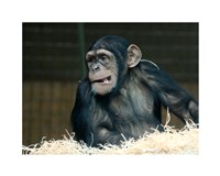 Funny Monkey Fine Art Print