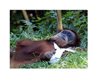 Orangutan - Just about to take a nap Fine Art Print