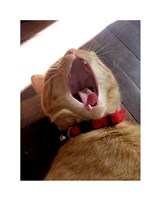 Yawn! - various sizes
