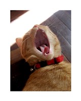 Yawn! Fine Art Print
