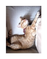 Just Stretchin Fine Art Print