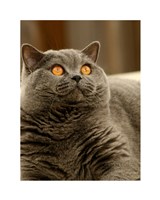 Brittish Shorthair Fine Art Print