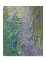 Waterlilies (green & purple) Fine Art Print