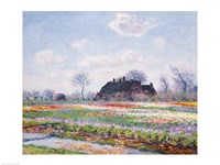 Tulip Fields at Sassenheim, near Leiden, 1886 Fine Art Print