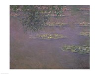 Waterlilies, 1903 Fine Art Print