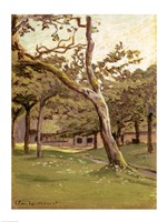 An Orchard Fine Art Print