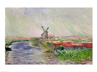 Tulip Field in Holland Fine Art Print