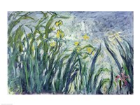 Yellow and Purple Irises, 1924-25 Fine Art Print