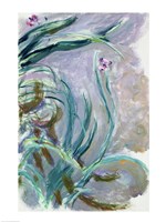 Iris (gray) Fine Art Print